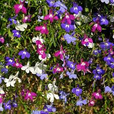 Image result for lobelia combine composition