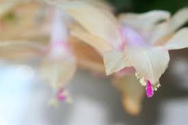 To force blooms and flowers, reduce the amount of sunlight that your christmas cactus is receiving. How To Get A Christmas Cactus To Bloom Watering Propagating More