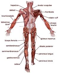 Muscle Diagrams Of Major Muscles Exercised In Weight Training Human Muscular System Muscle Diagram Muscle Anatomy