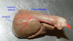 Check spelling or type a new query. Fish Heart Chamber The Heart Ck 12 Foundation The Two Atria Superior Heart Chambers Receive Blood From The Two Different Circuits The Lungs And The Systems And Then There Is