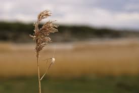 Image result for Sesamum calycinum