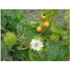 Buah letup atau ciplukan (physalis angulata) adalah tumbuhan daripada keluarga solanaceae iaitu sama dengan pokok terung dan tomato. Anak Pokok Letup Kelambu Bulu Shopee Malaysia