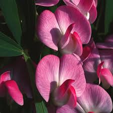 Image result for Lathyrus