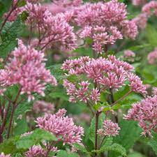 Sensation mix is a mix of pink, purple, and white, some flowers may have a cute little raspberry strip through them. Butterfly Flowers For Shade Gardens