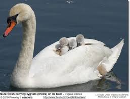 Swans Bird Genus Cygnus Swan Pictures Mute Swan Animals