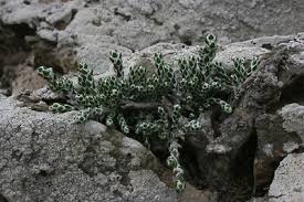 Image result for Helichrysum silvaticum