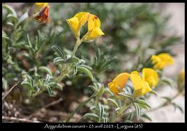 Image result for Argyrolobium rupestre