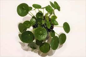 We did not find results for: Why Are My Chinese Money Plant Leaves Curling Smart Garden Guide