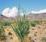 Luați în considerare locul în care veți plasa plantele și cantitatea de soare de care au nevoie, pentru a vă asigura că acestea vor prospera în acea zonă Plantele Si Animalele Din Desert Cu Poze