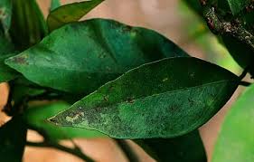 Citrus red scale, aonidiella auranti citrus red scale has been proven the most damaging. Sooty Mold On Meyer Lemon Caused By Insect Pests Lemon Plant Citrus Plant Insect Pest