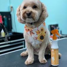 Maybe you would like to learn more about one of these? Pet Stores In Nashua Yelp