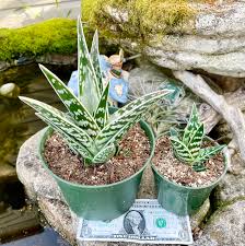 Image result for Aloe wollastonii