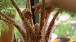 Plantacion De Helechos En Cestos Colgantes Jardinatis