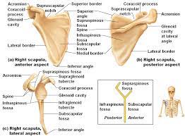 There are 10 muscles and 11 shoulder tendons related to shoulder mobility. Flashcards Human And Cat Skeleton Anatomy Bones Muscle Anatomy Anatomy Organs