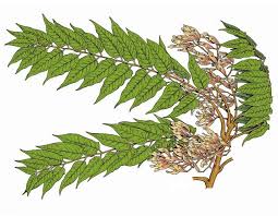 Maybe you would like to learn more about one of these? Tree Of Heaven Missouri Department Of Conservation