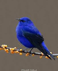Orange Birds Of Western Washington Pin By Joyce Kolb On Black In 2020 Beautiful Birds Animals Bird Art