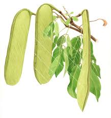 Image result for Berlinia orientalis