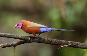 Birds Of South Africa Images Waxbill Penelusuran Google South African Birds Finches Bird Beautiful Birds