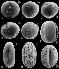 Image result for Anisosepalum alboviolaceum