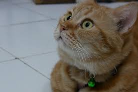 Sebelum memilih ada baiknya kamu kenali dulu aneka pasir kucing berikut ini. Alat Alat Yang Bisa Dimiliki Untuk Mendukung Kegiatan Memelihara Kucing Riuusa