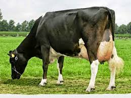 Google Profiles Dairy Cows Cow Calf Cow