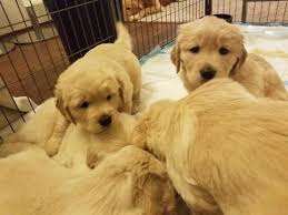 Get a boxer, husky, german shepherd, pug, and more on beautiful pure bread golden retriever puppies!! Litter Of 5 Golden Retriever Puppies For Sale In Spotsylvania Va Adn 60822 On Puppyfinder Com Gende Golden Retriever Golden Retriever Litter Puppies For Sale