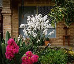 Crepe myrtle has some contents that can be used as a medicine to cure some kind of diseases. Enduring Summer White Crape Myrtle Shrub For Sale Online The Tree Center