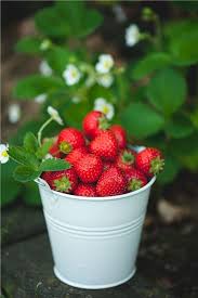 Pick Your Own The Farms To Visit Delicious Fruit Fruit Fresh Fruit
