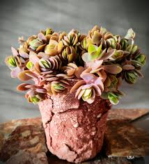 Image result for Kalanchoe rotundifolia