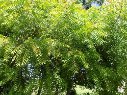 Image result for Azadirachta indica