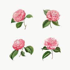 Download Premium Png Of Set Of Vintage Camellia Roses Transparent Png In 2020 Flower Illustration Rose Illustration Flowers