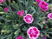 Pin By Blossom Charming On Dianthus Flower Flowers Perennials Dianthus Flowers Fragrant Flowers