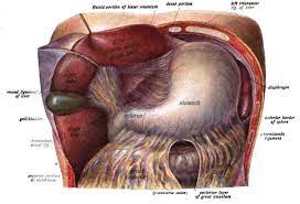 It appears reddish brown in appearance because of the immense amount of blood the liver is located in the upper right quadrant of the abdominal cavity, right below the diaphragm. Figure Liver Anatomy Contributed By Wikimedia Commons Dr Johannes Sobotta Public Domain Statpearls Ncbi Bookshelf