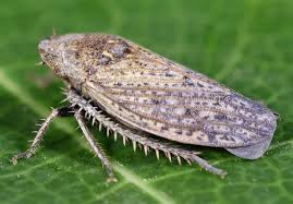 Image result for Philenoptera nelsii