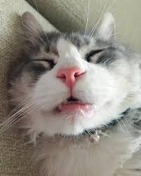 Throw back Thursday to Christmas because it's my favorite time of the year.  Mainly because the Christmas tree is up and I can lay