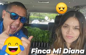 Cuando le cojes la guagua nueva pa'cargar plantas para la finca  🤣🤣🤣🤣🤣🤣🤣, Nos vemos el domingo 10am-3pm Carrt.371 km10.8 Bo Rancheras  Yauco Puerto Rico 787-267-2608 , #Claroquesi #Fincamidiana