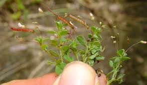 Image result for Indigofera monantha