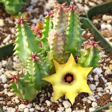 Image result for Huernia verekeri