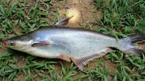 Alat pancing huhate alat pancing terbaik artikel umpan pelet ikan mas asal fly fishing campuran umpan ikan mas atang campuran umpan ikan mas bondon cara bela ikan. Ikan Patin Susah Makan Pakai Resep Ini Dijamin Anti Zonk Jejaksemut
