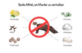 Marderproblem los werden und marderschäden verhindern. Marder Im Haus Erkennen Vertreiben Fangen Und Fernhalten