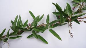 Image result for Galactia striata