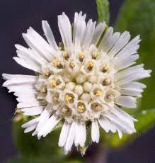 Image result for Eclipta prostrata