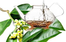 How agarwood oils are made? From The Magic Tree The Wonders Of Agarwood Leaves Beverages For Healing Part 2 Living Malaysia