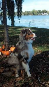 Australian Shepherd Smart Working Dog Australian Shepherd Dogs Australian Shepherd Aussie Dogs