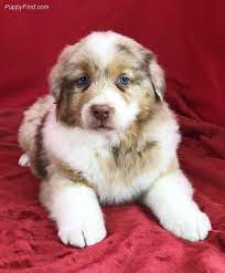 Look At Those Paws Aussie Australianshepherd Puppies Australian Shepherd Aussie Dogs Cute Animals