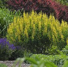 Maybe pick 2 spring blooming, 2 summer blooming and 2 later blooming flowers to start. 16 Yellow Perennials Walters Gardens Inc
