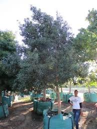 Image result for Rapanea