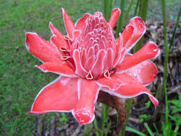 We did not find results for: Pin On Flowers