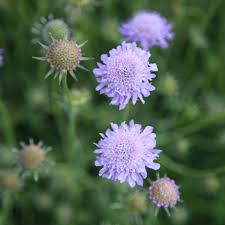Understanding how butterflies see the world can help gardeners. Buy Pincushion Flower Scabiosa Butterfly Blue 6 99 Delivery By Crocus