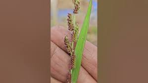Image result for Hackelochloa
